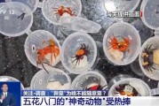 晋江@铲屎官们 养“异宠”或危害国家安全 这些行为违法了