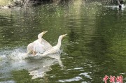 晋江吉林：罕见白鸬鹚连续两年“故地重游”